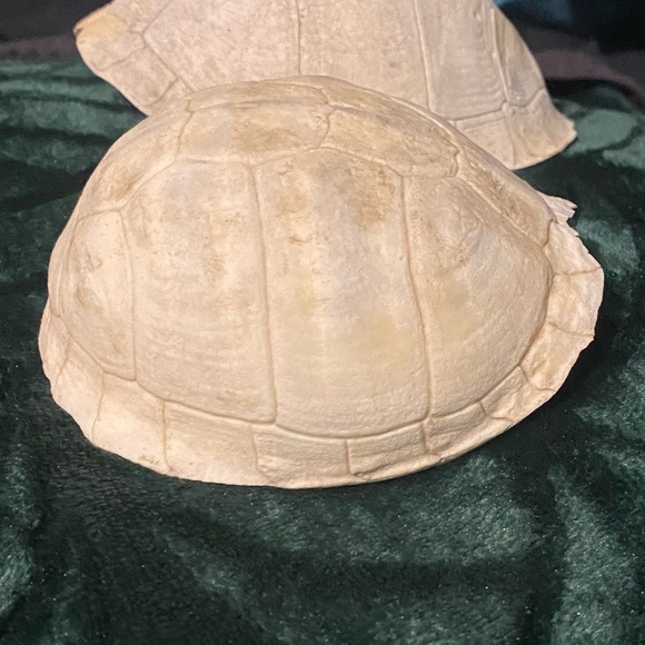 SOLD - 2 REAL Eastern Box Turtle Shells - Picture 4 of 6